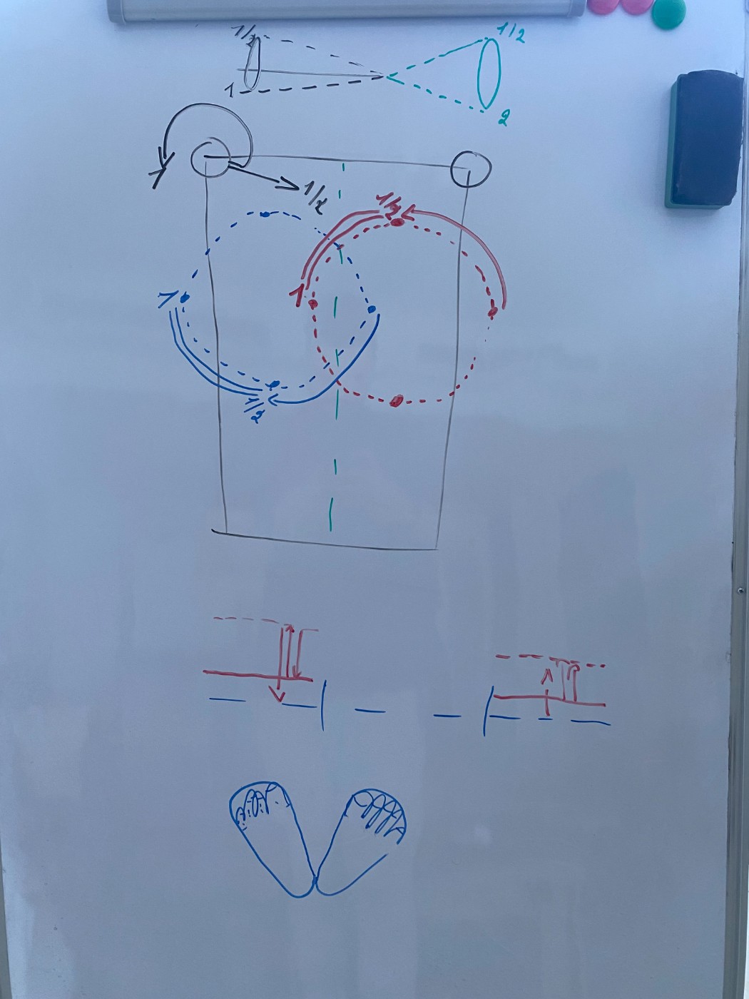 Whiteboard: shoulder circles and foot placement