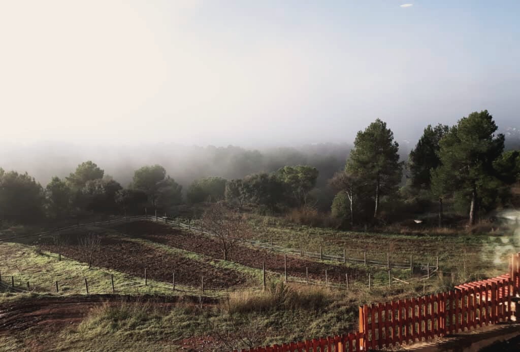 The garden in the morning